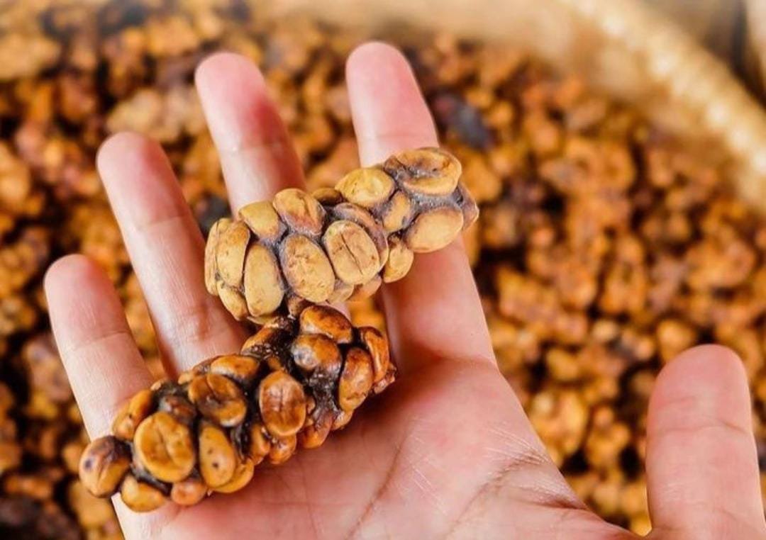 jejak sejarah kopi luwak